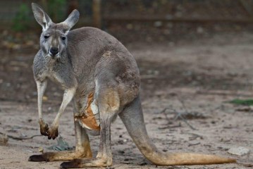 קפיצה במרחקים