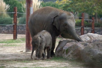 נכדים במרחקים