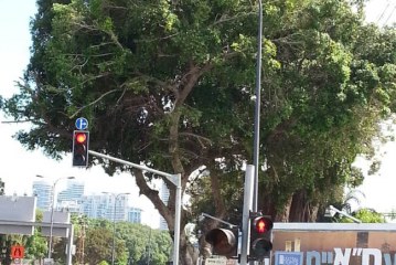 תל אביב: אל נא תעקור נטוע