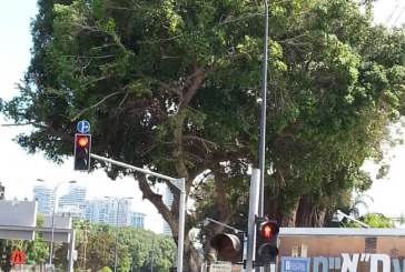 תל אביב: אל נא תעקור נטוע