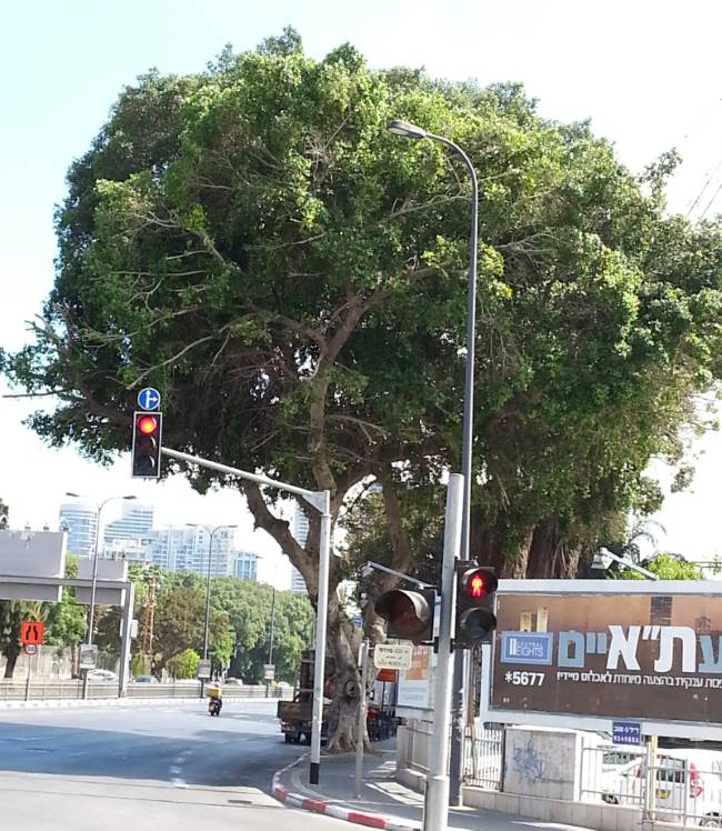 לא יוזז ולא ייכרת. הפיקוס הוותיק | צילום: ענבר אשכנזי תל אביב: אל נא תעקור נטוע