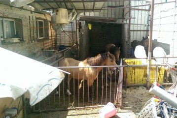 פרדס כץ: פונו 8 סוסים, 2 כבשים וחמור