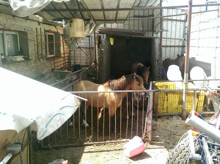 מבצע משולב. בעלי החיים שהוחרמו|צילום: יקיר חוכימה פרדס כץ: פונו 8 סוסים, 2 כבשים וחמור