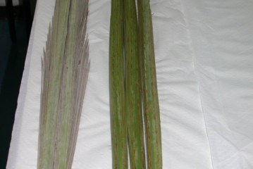 מכון וולקני יצר מהפכה בענף הלולבים