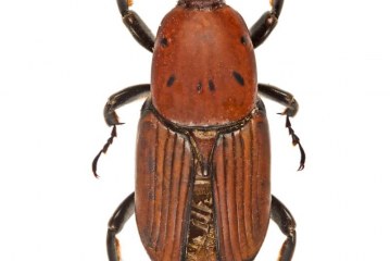 אזהרה: גיזום דקל עלול לגרום לנזק