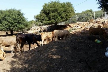 צפון: פונו מכלאות בקר בלתי חוקיות