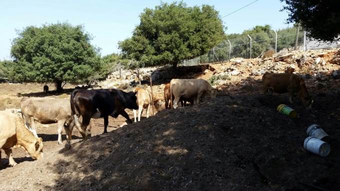 צפון: פונו מכלאות בקר בלתי חוקיות
