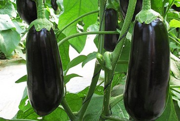 פטנט: חציל ישראלי נטול גרעינים