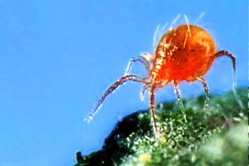 חקלאים מקולומביה ייקנו עכבישים מישראל