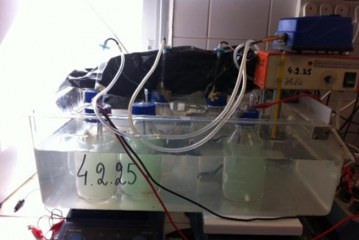 פטנט: ייצור חשמל מחיידקים