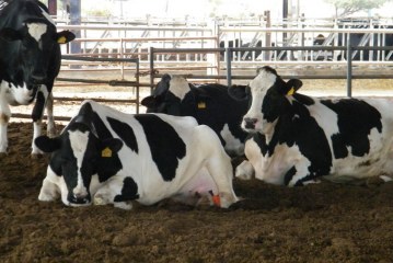 מחקר: אומגה 3 עוזר לפרי הרבעה