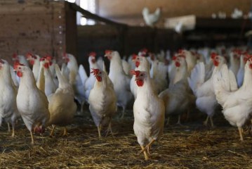 קריאה לגידול הומני יותר של תרנגולות