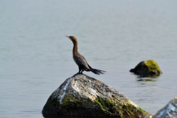 דרישה להגן על בעלי החיים בכנרת