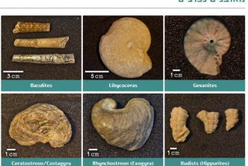 מעכשיו אפשר לזהות מאובנים בקלות