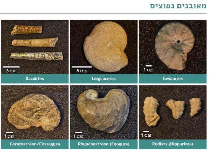 אפשר גם להכות מומחה. אתר המאובנים|צילום מסך מעכשיו אפשר לזהות מאובנים בקלות