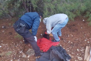צפון: שוטרים הצילו גור כלבים