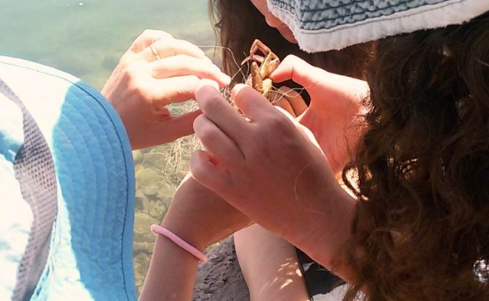תלמידים ומדריכה הצילו דגים וסרטנים שנתקעו ברשת דיג בחופי הכנרת
