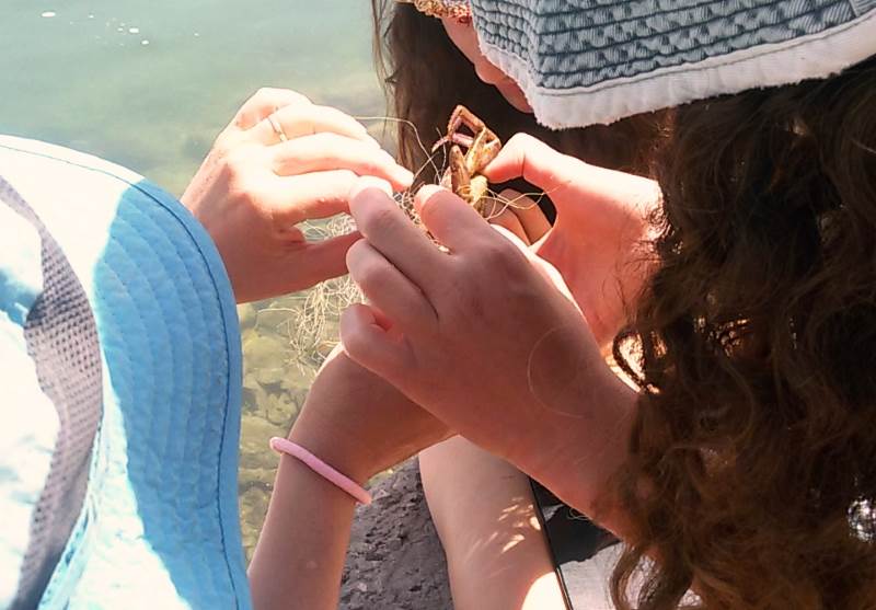 הצליחו לשחרר את בעלי החיים חזרה למים. התלמידים משדה בוקר בפעולה | צילום: יח תלמידים ומדריכה הצילו דגים וסרטנים שנתקעו ברשת דיג בחופי הכנרת