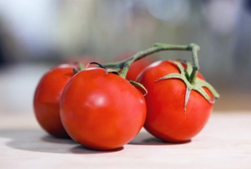 עגבנייה – הירק הכי פופולרי בישראל