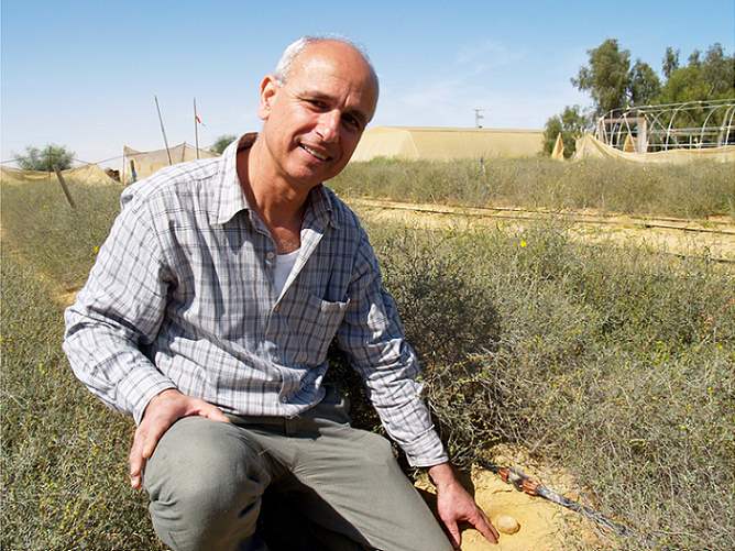 הפטריה שלך חזרה. ד מחקר: שיתוף פעולה מסייע להישרדות