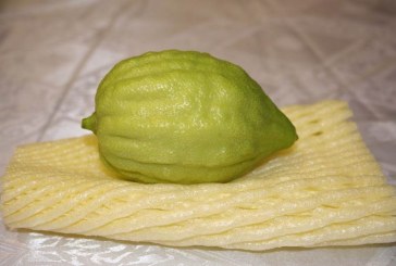 מותר להכניס לישראל רק אתרוג אחד